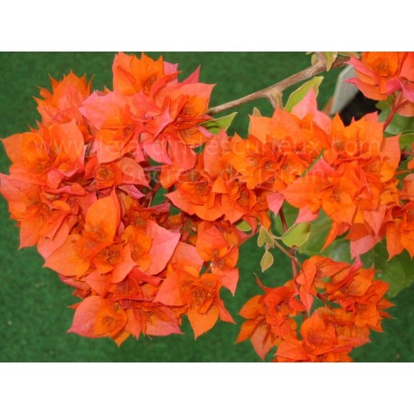 Bougainvillea ''Orange double'' - Bougainvillier ou Bougainvilée