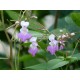 Impatiens balfourii