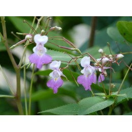 Impatiens balfourii - Fleur qui pète, Impatiens ou Balsamine de Balfour (Graines / seeds)