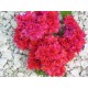 Bougainvillea ''Rouge double'' - Bougainvillier ou Bougainvilée