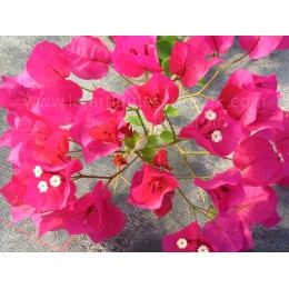 Bougainvillea 'Miss Butt' - Bougainvillier ou Bougainvilée