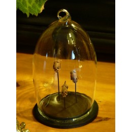 fruit sec tête de mort avec cloche verre cabinet de curiosité plante végétal 