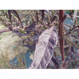 Chenopodium ambroisoïdes  'Oaxaca red' (graines / seeds)