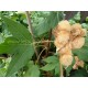 Gossypium hirsutum  'Brown Lint' - Coton à fibre marron