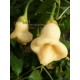 Capsicum annuum 'White Fantasy' - Piment
