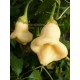 Capsicum annuum 'White Fantasy' - Piment