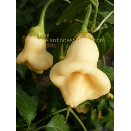 Capsicum annuum 'White Fantasy' - Piment (Graines-Seeds)