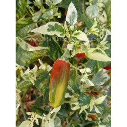 Capsicum annuum  'Striped pod' - Piment ( Graines / seeds)