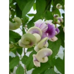 Phaseolus caracalla - Haricot colimaçon (plant)