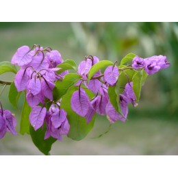 Bougainvillea spectoglabra 'Violet de Mèze' - Bougainvillier ou Bougainvilée