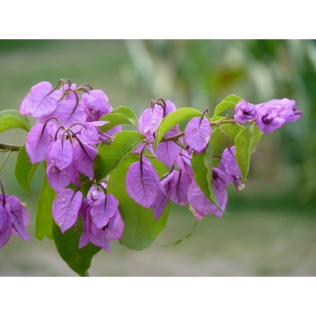 Bougainvillea spectoglabra 'Violet de Mèze' - Bougainvillier ou Bougainvilée