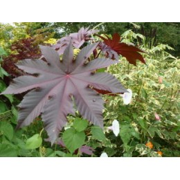 Ricinus communis 'New-Zealand Purple' - Ricin