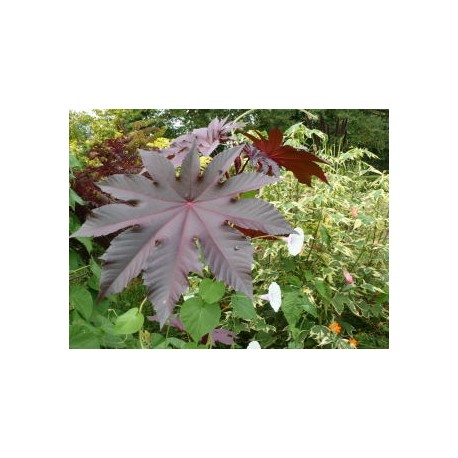 Ricinus communis 'New-Zealand Purple' - Ricin