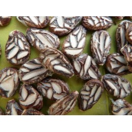 Citrullus lanatus  'Cekirdegi' - Pastèque (Graines / seeds)