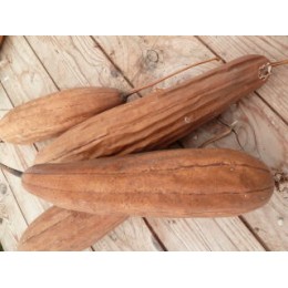 Luffa sepium - Courge éponge (graines / seeds)