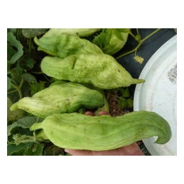 Cyclanthera edulis - Cyclanthère (Graines-seeds)