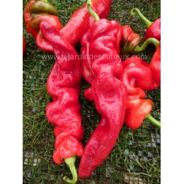 Capsicum chinese 'Wrinkled' - Piment (Graines/seeds)