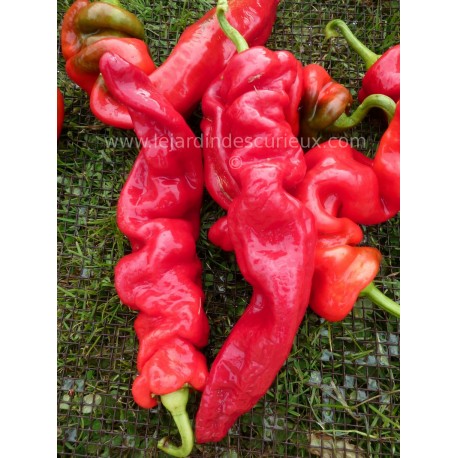 Capsicum chinese 'Wrinkled' - Piment