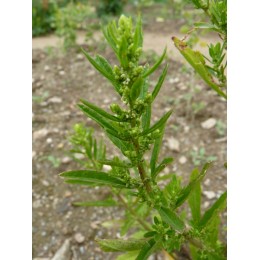Chenopodium ambroisoïdes  ssp. anthelminticum - plante à odeur de javel / Epazote (graines / seeds)