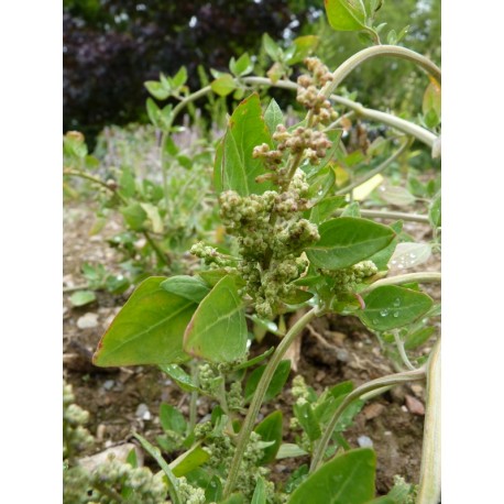 Chenopodium vulvaria - plante à odeur de poisson pourri (graines / seeds)