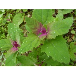 Chenopodium giganteum - Chénopode géant  (Graines / seeds)