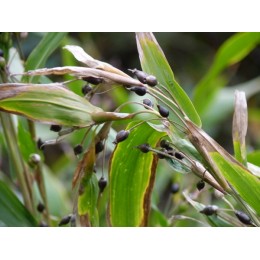 Coix lacrima jobi var. Ma Yuen - Larme de Job  (graines / seeds)