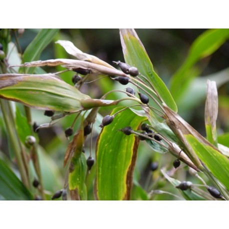 Coix lacrima jobi var. Ma Yuen - Larme de Job  (graines / seeds)