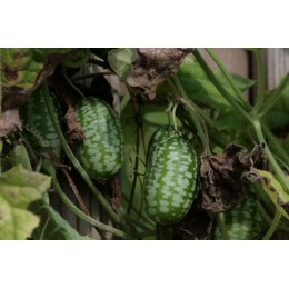 Melothria scabra - Concombre cerise BIO (graines / seeds)