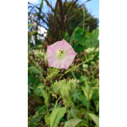 Nicotiana tabacum ' Basma' - Tabac (graines / seeds)