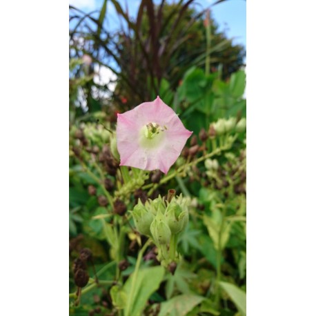 Nicotiana tabacum - Tabac (graines / seeds)