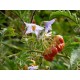 Solanum sisymbrifolium - Morelle de balbis  (graines / seeds)