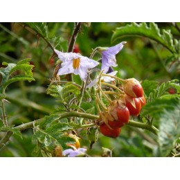 Solanum sisymbrifolium - Morelle de balbis  BIO (graines / seeds)