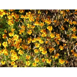 Tagetes tenuifolia -  Oeuillet d'Inde miniature  (graines / seeds)