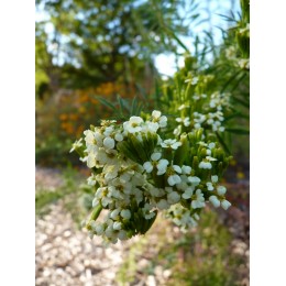 Tagetes minuta -  Oeillet d'Inde géant  (graines / seeds)