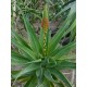 Aloes arborescens - Aloes arborescent
