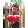 Tomate géante 'Big Zac' - Grosse tomate de concours (graines / seeds)