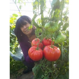 Tomate géante 'Delicious' - Grosse tomate de concours (graines / seeds)