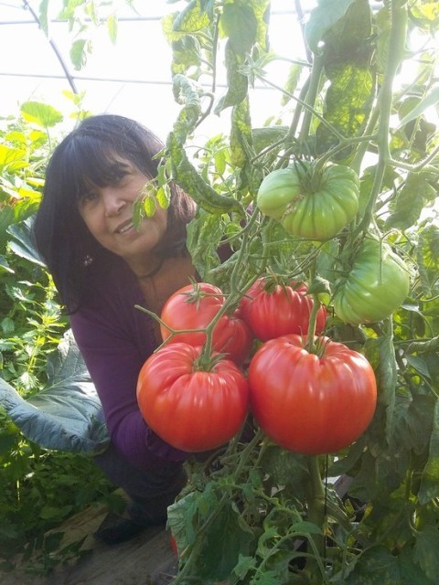 Tomate géante 'Delicious' - Grosse tomate de concours (graines