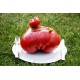 Tomate géante 'Delicious' - Grosse tomate de concours (graines / seeds)