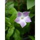 Vinca difformis ‘Jenny Pym’