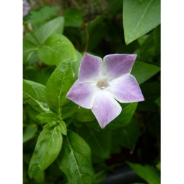 Vinca difformis ‘Jenny Pym’