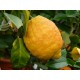 Citrus lemon 'Red Lemon' - Citron rouge (Agrume)