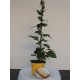 Paederia lanuginosa - Plante à goût de Fromage