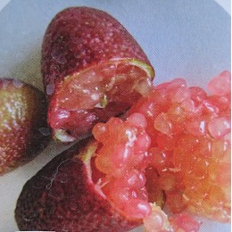 Microcitrus australasica 'Pink Ice' - Citron Caviar rose (Agrume rare)