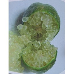 Microcitrus australasica 'Sunschine Yellow' - Citron Caviar (Agrume)