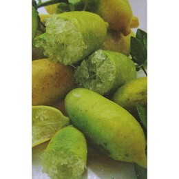 Microcitrus australasica 'Sunschine Yellow' - Citron Caviar (Agrume)