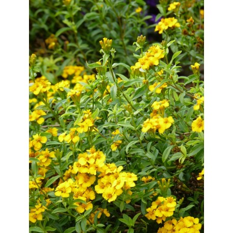 Estragon Du Mexique Oeillet à Goût Anisé Tagetes Anisata