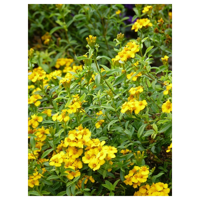 Estragon Du Mexique Oeillet à Goût Anisé Tagetes Anisata
