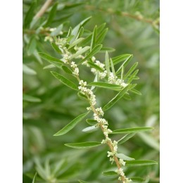 Lippia polystachya - Verveine Chewing gum Chlorophylle ou d'Argentine