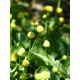 Acmella oleracea (forme pourpre) - Cresson de Parà ou Plante électrique